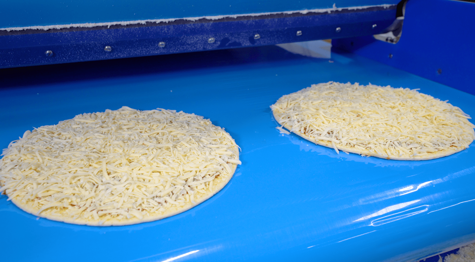 Two cheese pizzas moving through a pizza topping applicator machine.
